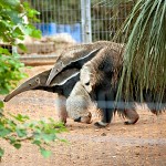 Maman tamanoir avec son petit sur le dos. לרכב מועיל וגם נעים, על גב דובת הנמלים